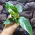 Kép 6/8 - Philodendron White Wizard