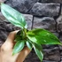 Kép 7/8 - Philodendron White Wizard