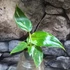 Kép 8/8 - Philodendron White Wizard