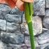 Kép 3/6 - Philodendron Bob Cee vágott dugvány