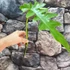 Kép 2/6 - Philodendron Bob Cee vágott dugvány