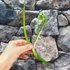 Kép 4/6 - Philodendron Bob Cee vágott dugvány