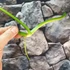 Kép 5/6 - Philodendron Bob Cee vágott dugvány
