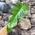 Kép 6/6 - Philodendron Bob Cee vágott dugvány
