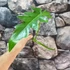 Kép 1/6 - Philodendron Bob Cee vágott dugvány