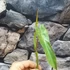 Kép 4/7 - Philodendron atabapoense vágott dugvány, levél nélül