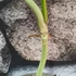 Kép 5/7 - Philodendron atabapoense vágott dugvány, levél nélül