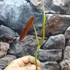 Kép 6/7 - Philodendron atabapoense vágott dugvány, levél nélül