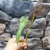 Kép 7/7 - Philodendron atabapoense vágott dugvány, levél nélül