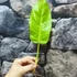 Kép 10/10 - Philodendron Malay gold vágott dugvány