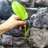 Kép 3/10 - Philodendron Malay gold vágott dugvány