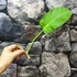 Kép 4/10 - Philodendron Malay gold vágott dugvány