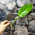 Kép 7/10 - Philodendron Malay gold vágott dugvány
