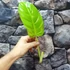 Kép 8/10 - Philodendron Malay gold vágott dugvány