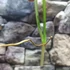 Kép 4/9 - Philodendron golden dragon vágott dugvány
