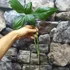 Kép 2/9 - Philodendron golden dragon vágott dugvány