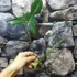 Kép 3/9 - Philodendron golden dragon vágott dugvány