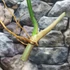 Kép 5/9 - Philodendron golden dragon vágott dugvány