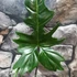 Kép 7/9 - Philodendron golden dragon vágott dugvány
