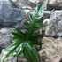 Kép 8/9 - Philodendron golden dragon vágott dugvány
