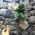 Kép 9/9 - Philodendron golden dragon vágott dugvány