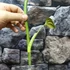 Kép 2/8 - Philodendron melanochrysum vágott dugvány