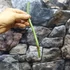 Kép 6/8 - Philodendron melanochrysum vágott dugvány