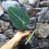 Kép 1/8 - Philodendron melanochrysum vágott dugvány