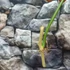Kép 3/3 - Philodendron pedatum vágott dugvány