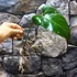 Kép 3/9 - Philodendron red emerald vágott dugvány