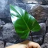 Kép 2/9 - Philodendron red emerald vágott dugvány