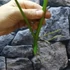 Kép 10/11 - Philodendron 'Silver Violin' vágott dugvány