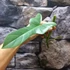 Kép 11/11 - Philodendron 'Silver Violin' vágott dugvány