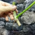 Kép 3/11 - Philodendron 'Silver Violin' vágott dugvány