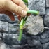 Kép 5/11 - Philodendron 'Silver Violin' vágott dugvány