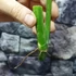 Kép 6/11 - Philodendron 'Silver Violin' vágott dugvány