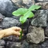 Kép 7/11 - Philodendron 'Silver Violin' vágott dugvány