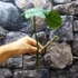 Kép 8/11 - Philodendron 'Silver Violin' vágott dugvány
