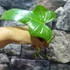 Kép 1/11 - Philodendron 'Silver Violin' vágott dugvány