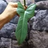 Kép 4/11 - Philodendron 'Silver Violin' vágott dugvány