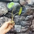 Kép 10/10 - Philodendron Burle Marx vágott dugvány