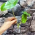 Kép 3/10 - Philodendron Burle Marx vágott dugvány