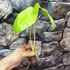 Kép 8/10 - Philodendron Burle Marx vágott dugvány