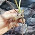 Kép 9/10 - Philodendron Burle Marx vágott dugvány