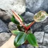Kép 2/9 - Philodendron 'Birkin Pink'