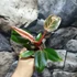 Kép 3/9 - Philodendron 'Birkin Pink'