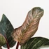 Kép 1/9 - Philodendron 'Birkin Pink'
