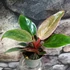 Kép 4/9 - Philodendron 'Birkin Pink'