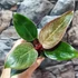 Kép 8/9 - Philodendron 'Birkin Pink'