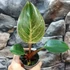 Kép 9/9 - Philodendron 'Birkin Pink'